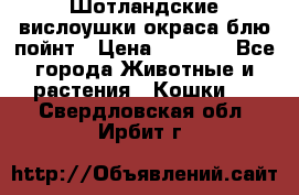 Шотландские вислоушки окраса блю пойнт › Цена ­ 4 000 - Все города Животные и растения » Кошки   . Свердловская обл.,Ирбит г.